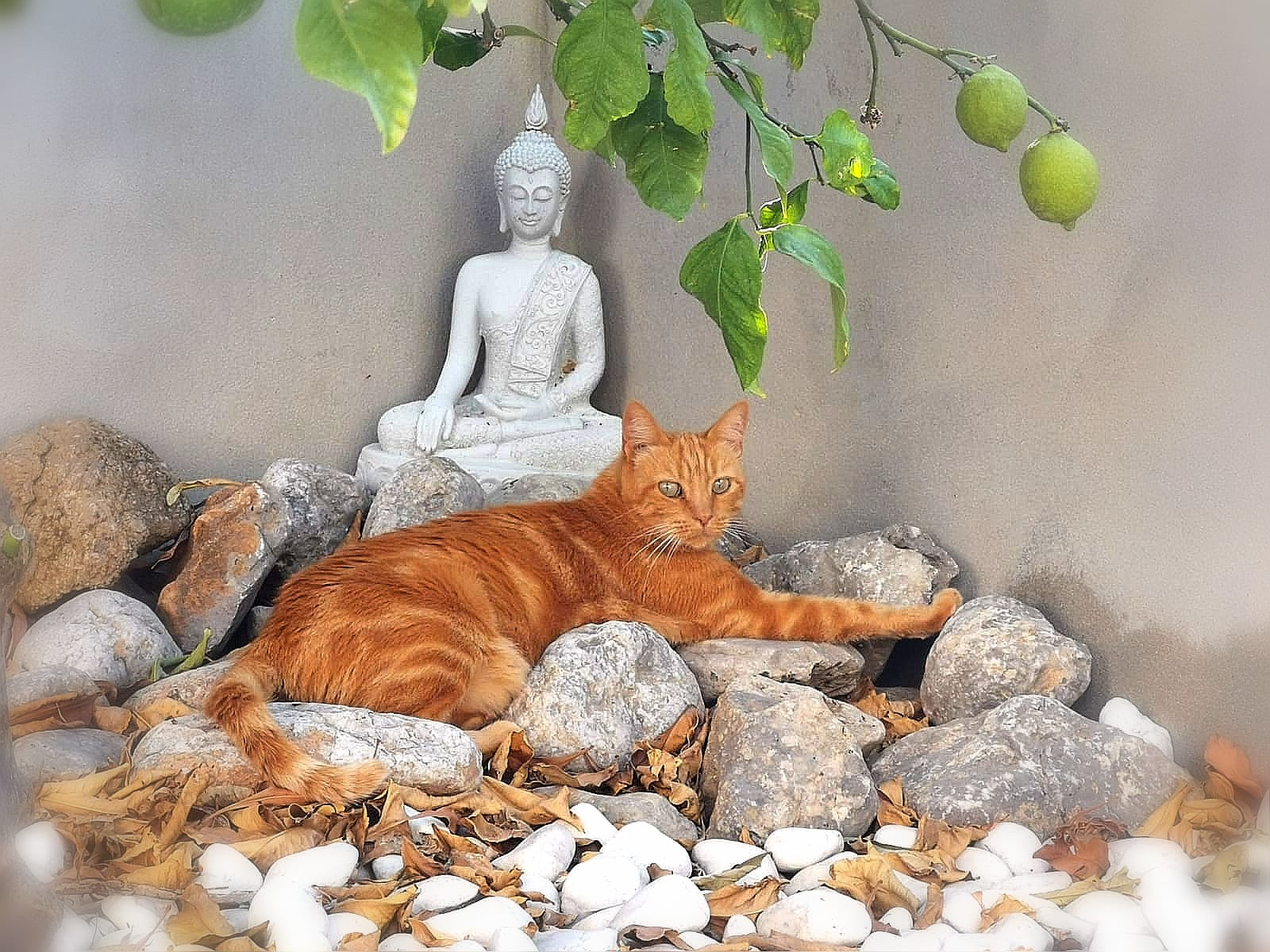 adios, wunderschöne Sweets 🧡 unsere zauberhafte Katze ist von dieser Welt gegangen .....
