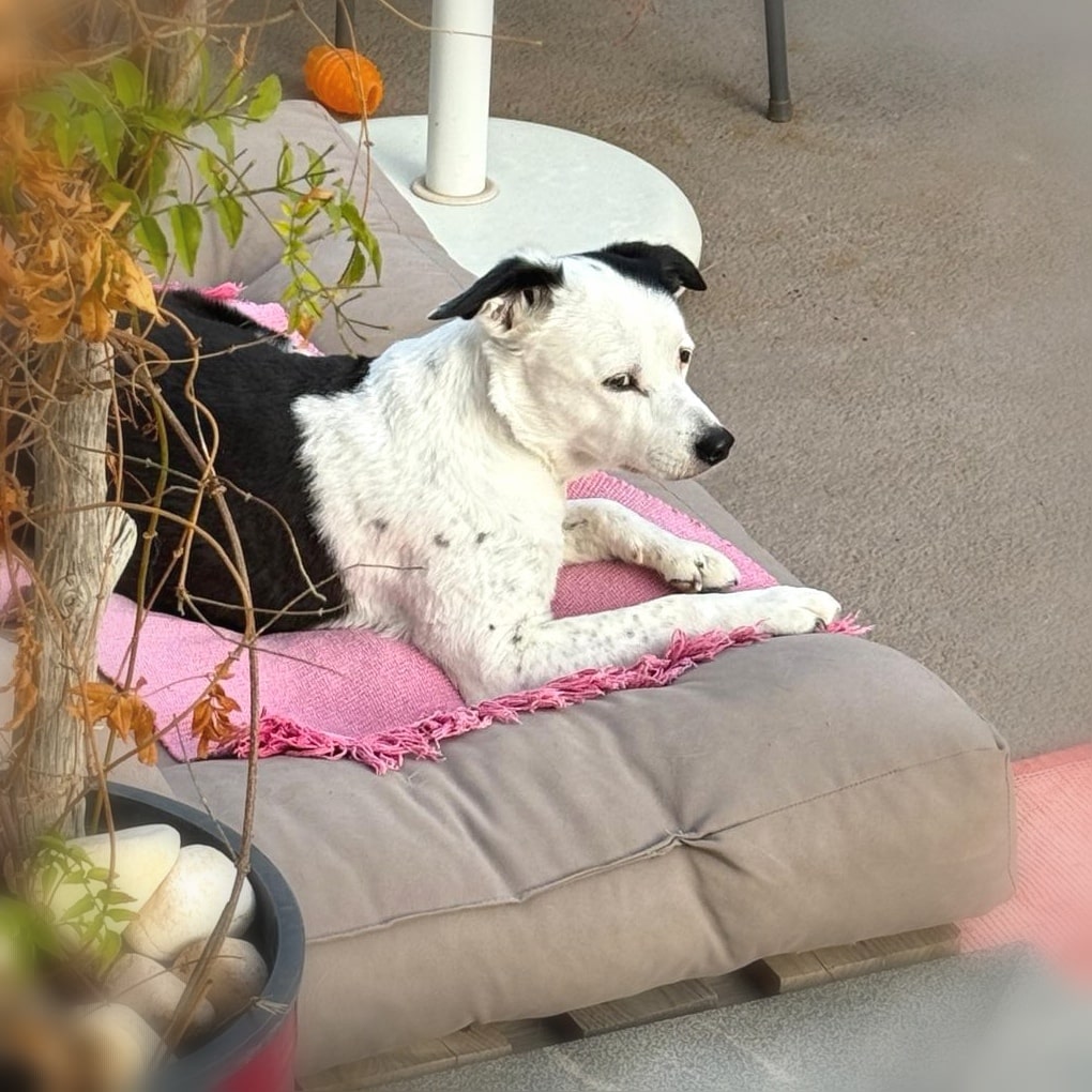 Senior-Hunde sind die besten spirituellen Lehrer überhaupt