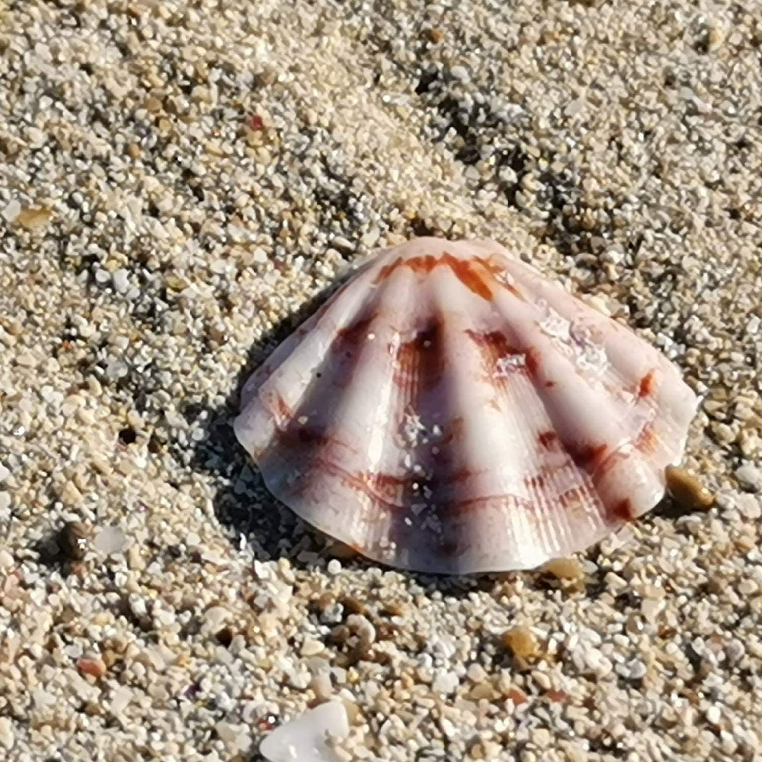 Mallorca samaki Laden samakishop Can Picafort Strand Urlaub