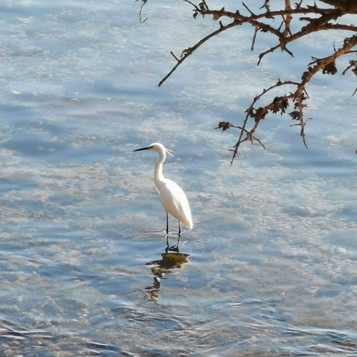 Mallorca Reiki Meditation coachen Can Picafort samaki