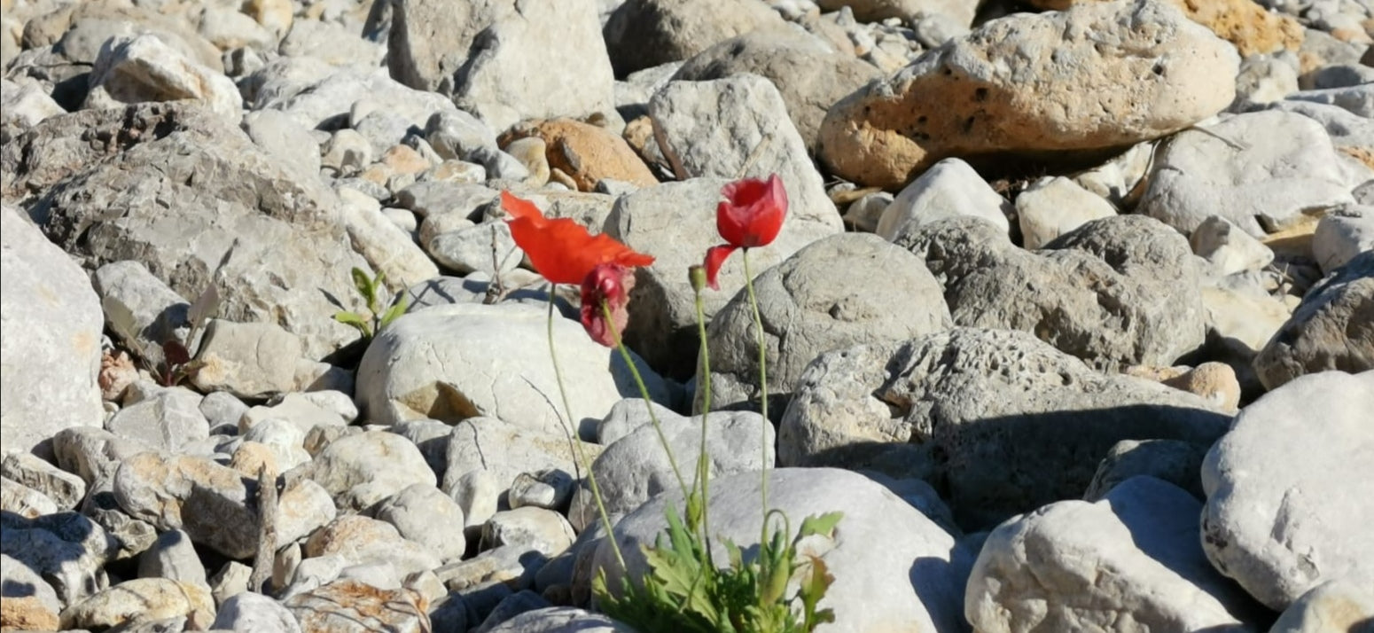 Mallorca Urlaub Can Picafort 2020 samaki reiki Meditation arta Alcudia