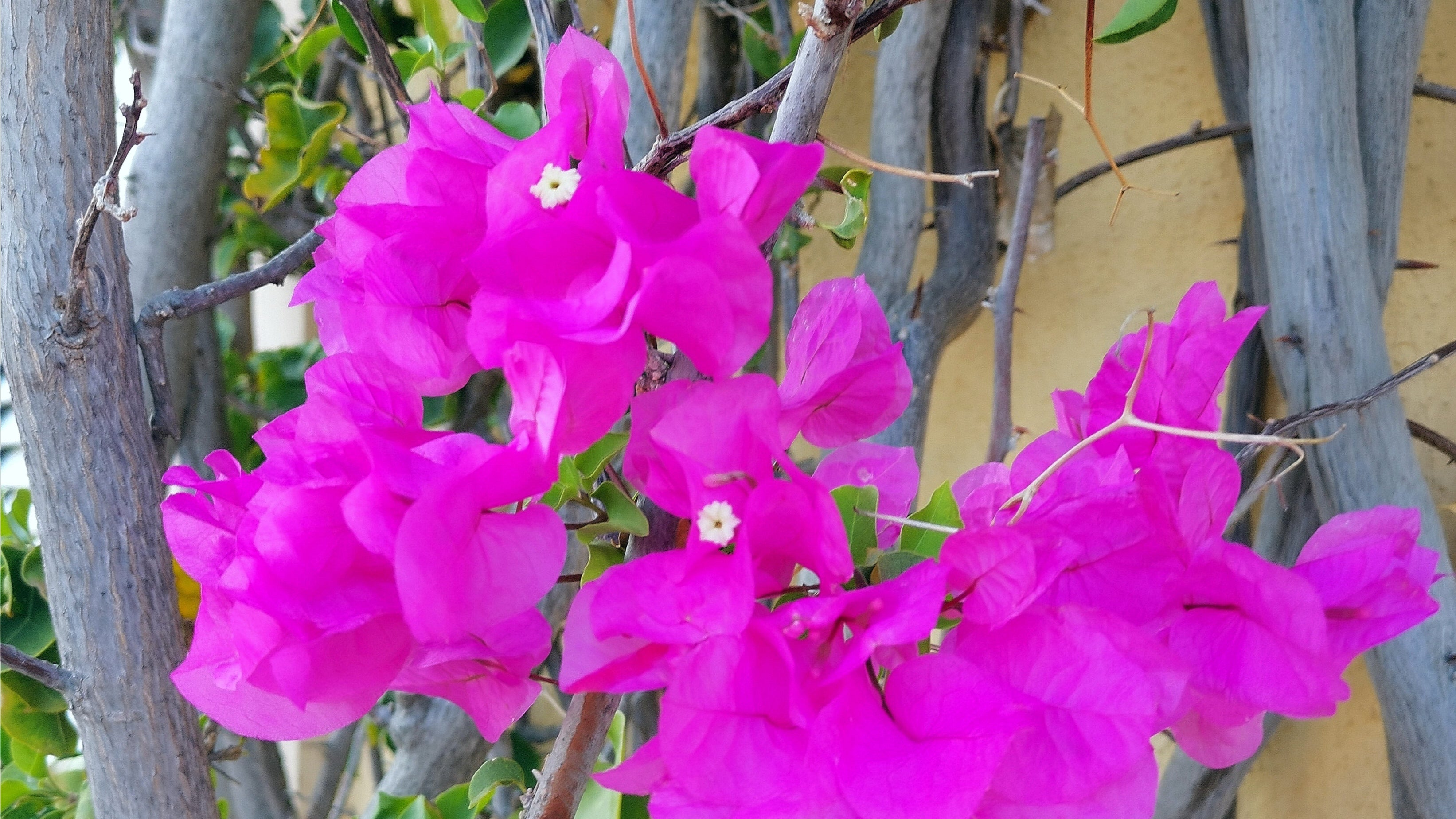 Mallorca Can Picafort samaki Laden Onlineshops Urlaub Licht und Liebe