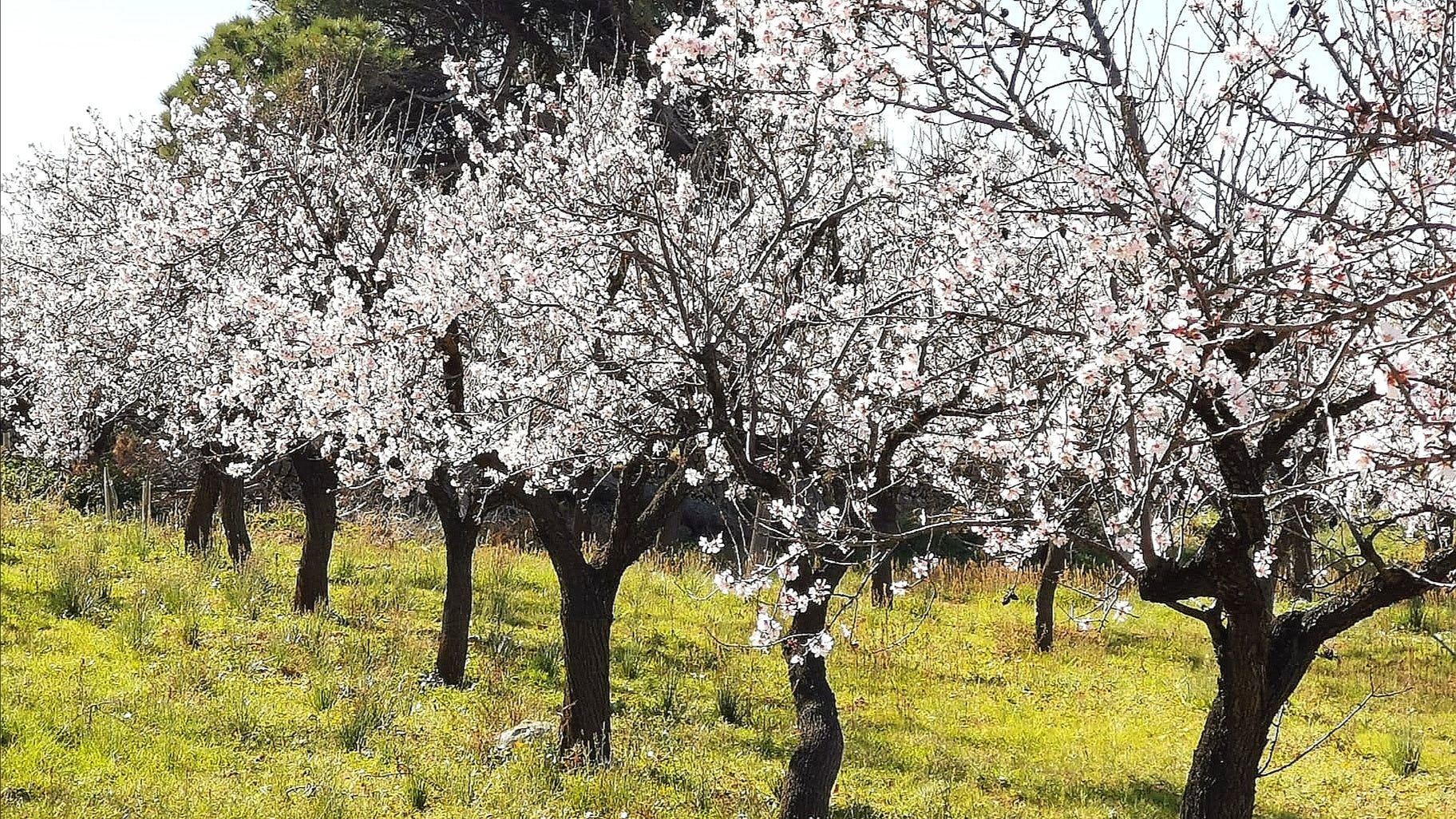 Mandelblüte Mallorca 2021 Arta samaki Licht und Liebe Urlaub Hoffnung hope seele soul