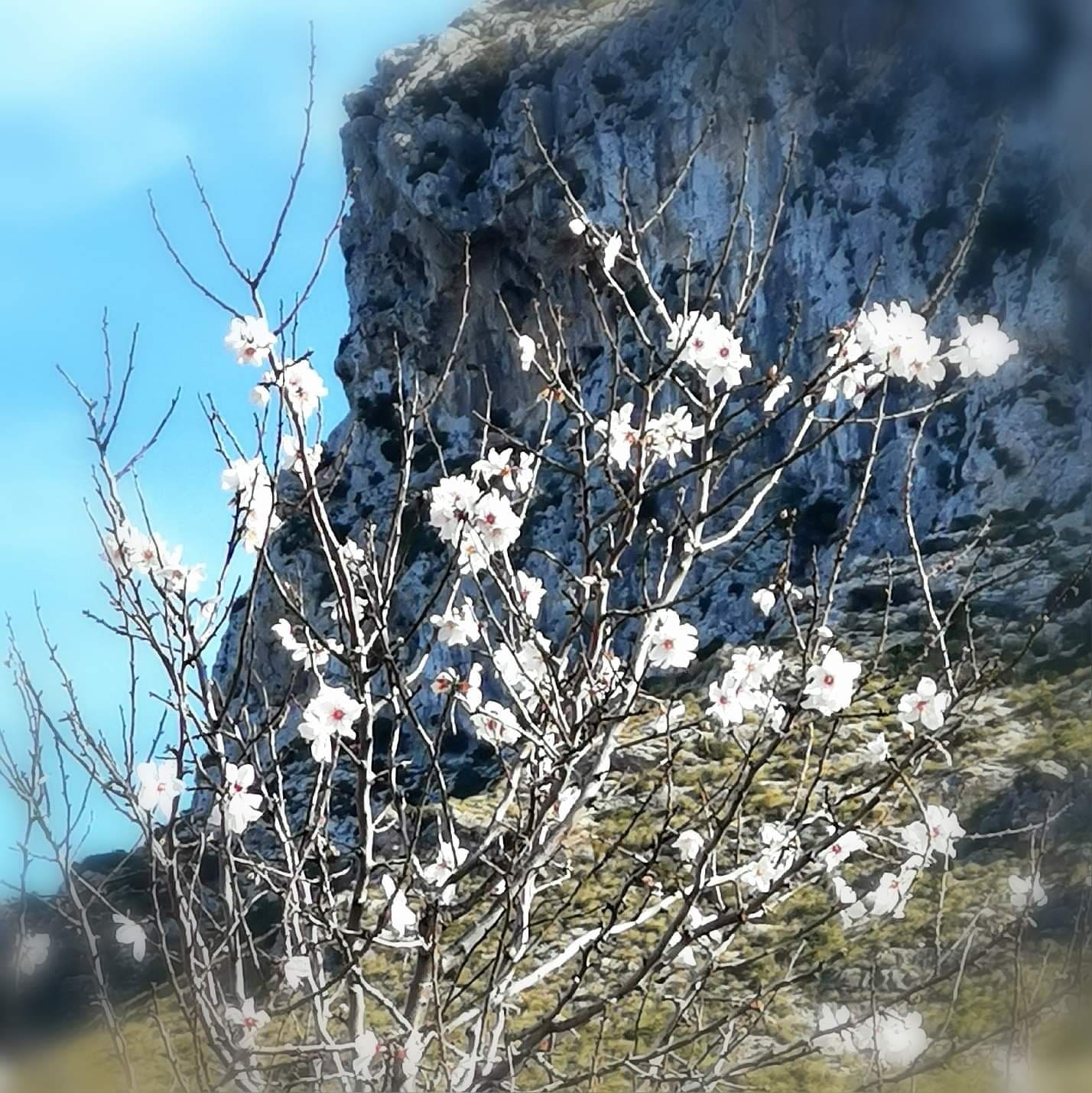 wir haben heute die ersten Mandelblüten gesichtet