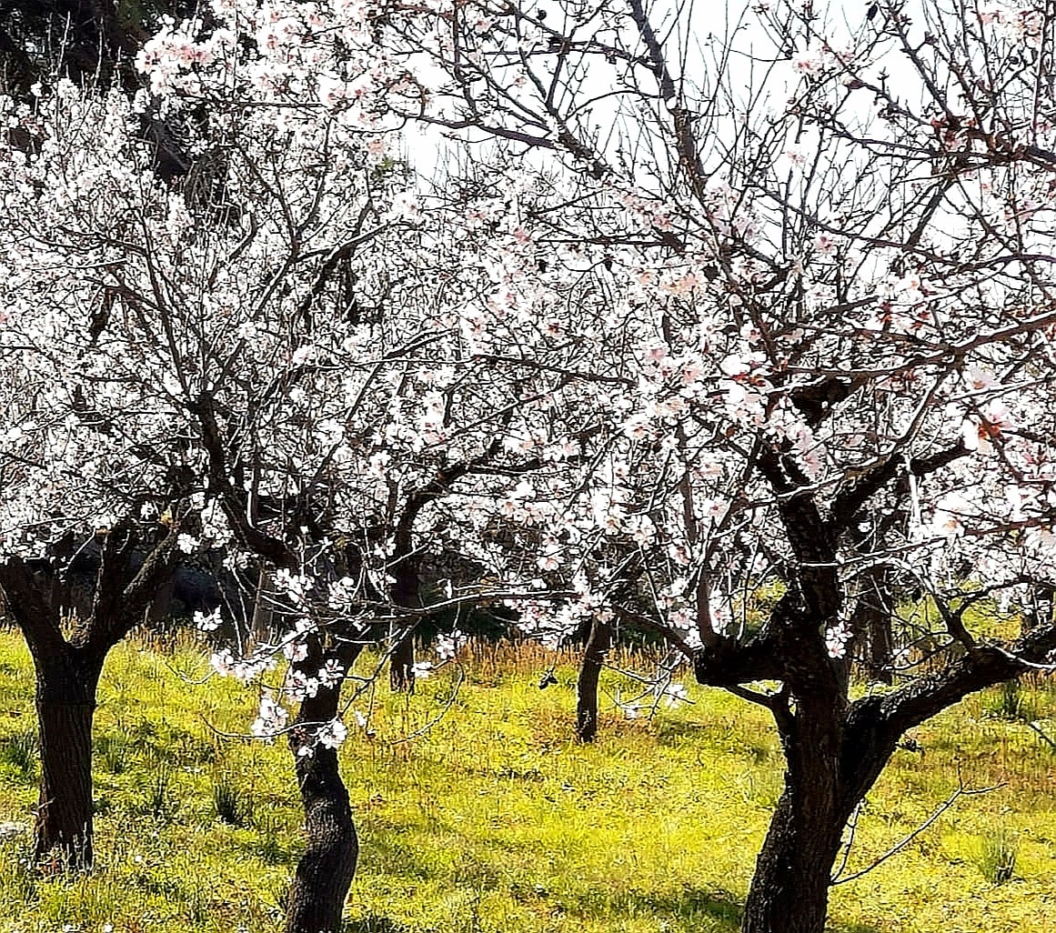 die Mandelblüte auf Mallorca