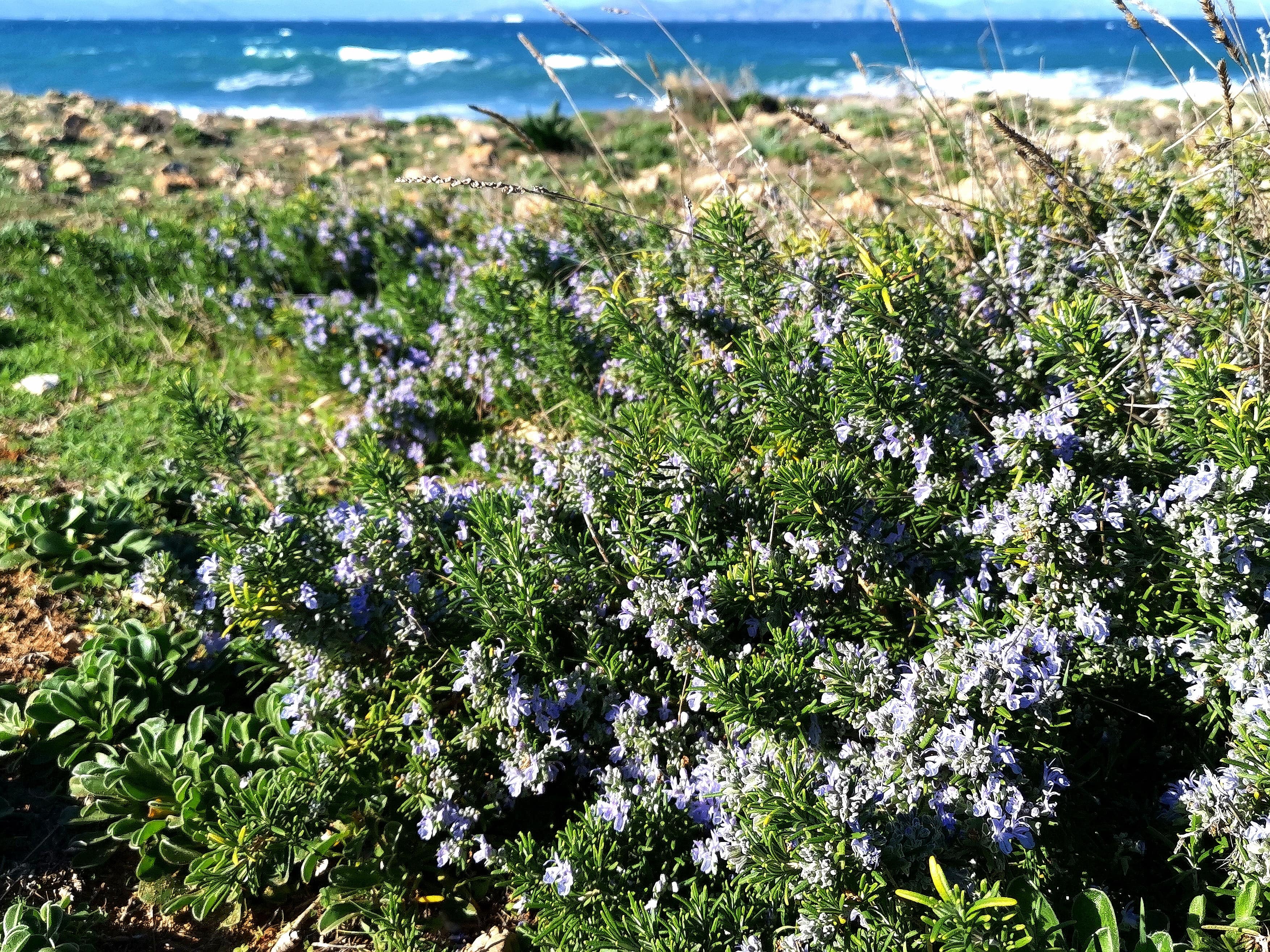 Rosmarin am Meer