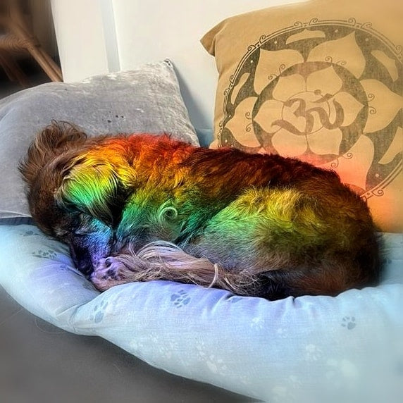 Regenbogen Bhanu