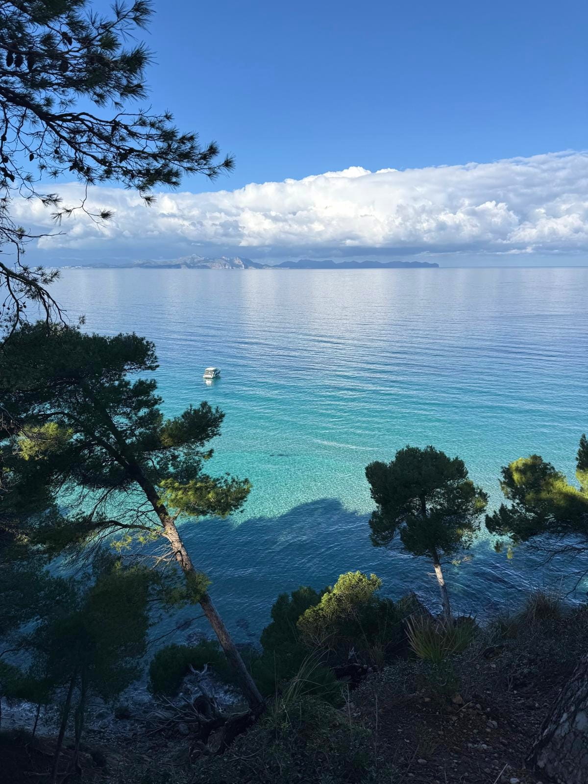 2026 - das Jahr des Pferdes - für Bewegung aus innerer Klarheit heraus