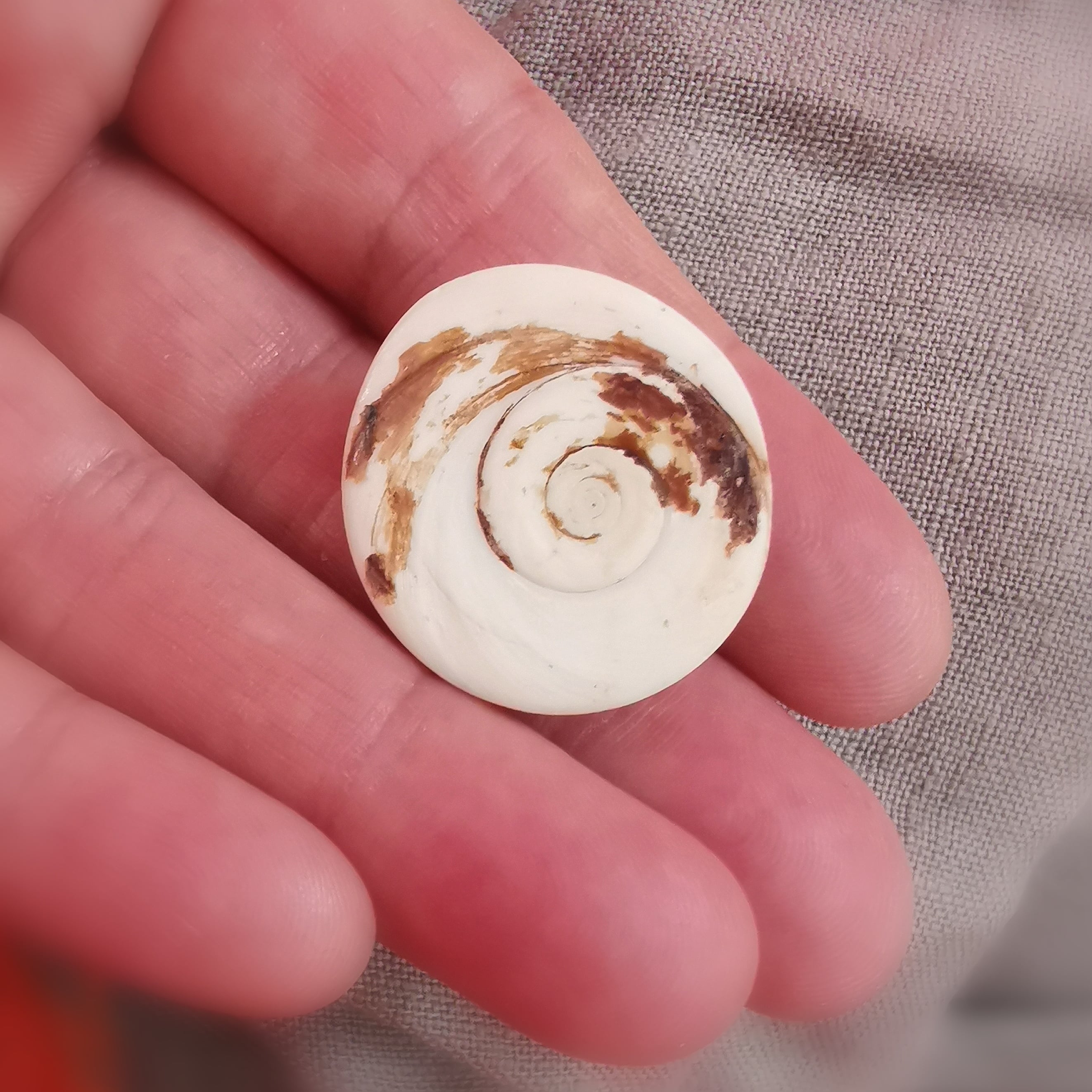 Mallorca Shiva Auge Muschel Talisman, zauberhafter Glücksbringer aus der Natur, Karma Chakra Harmonie