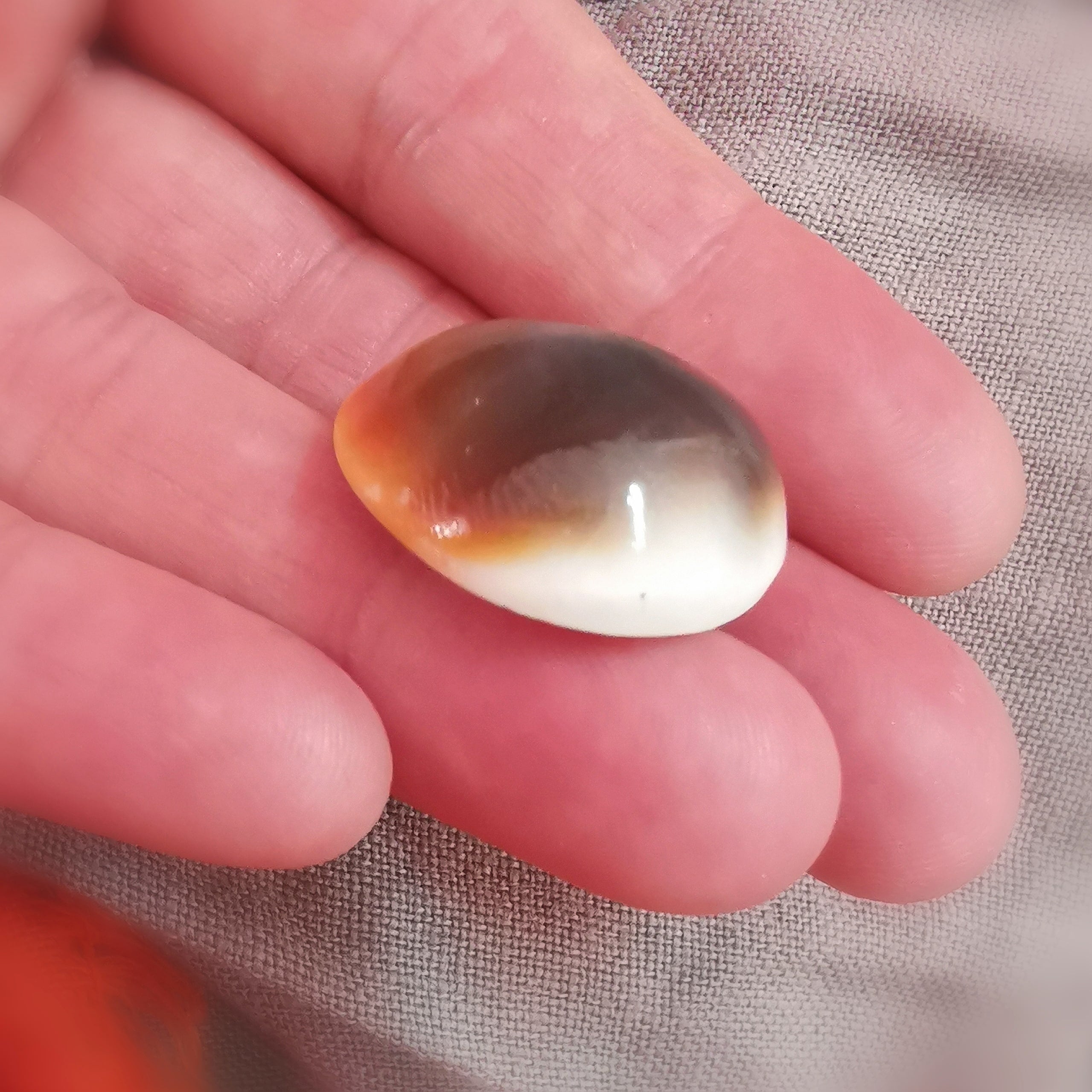 Mallorca Shiva Auge Muschel Talisman, zauberhafter Glücksbringer aus der Natur, Karma Chakra Harmonie