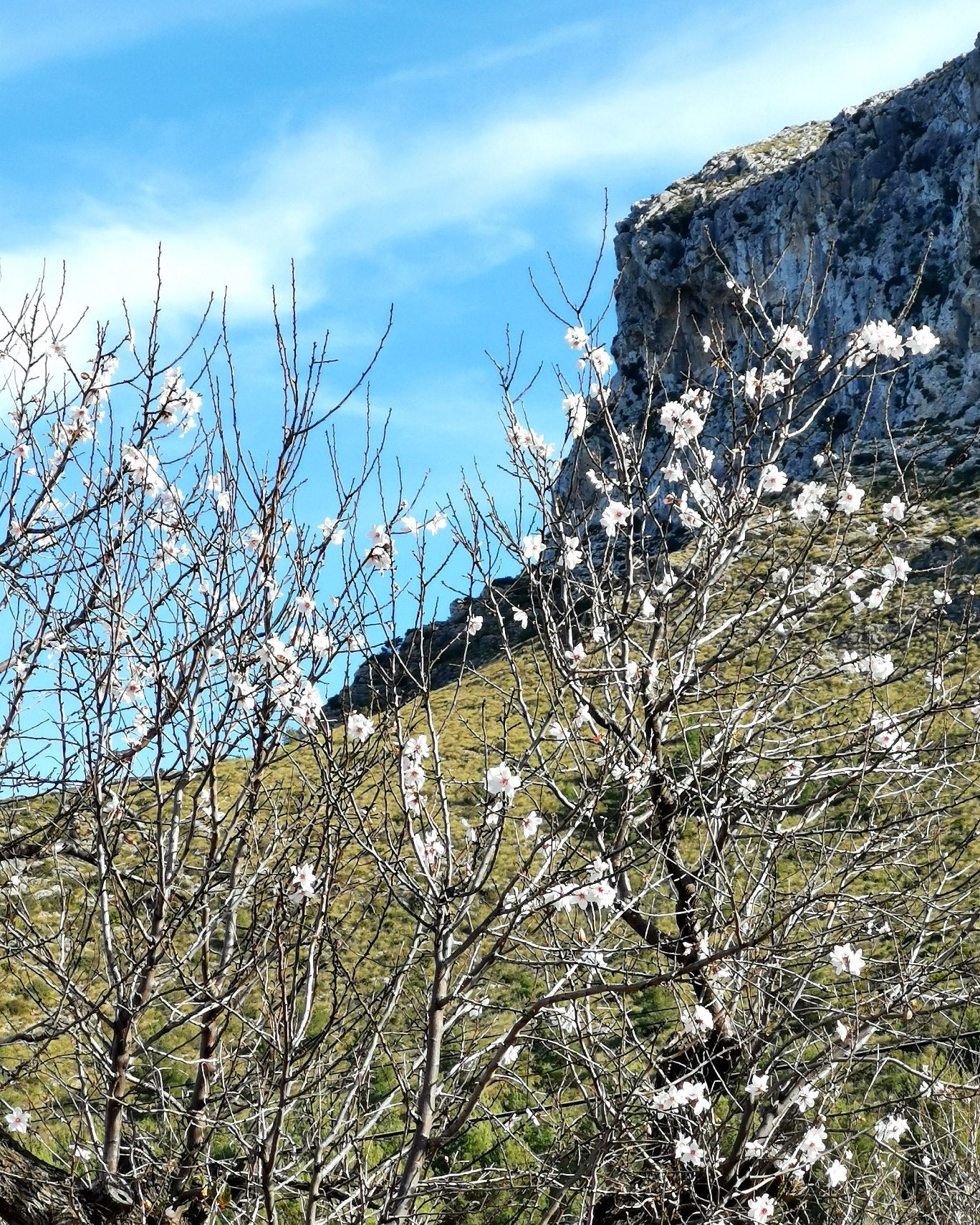 da ist sie wieder, unsere geliebte Mandelblüte auf Mallorca