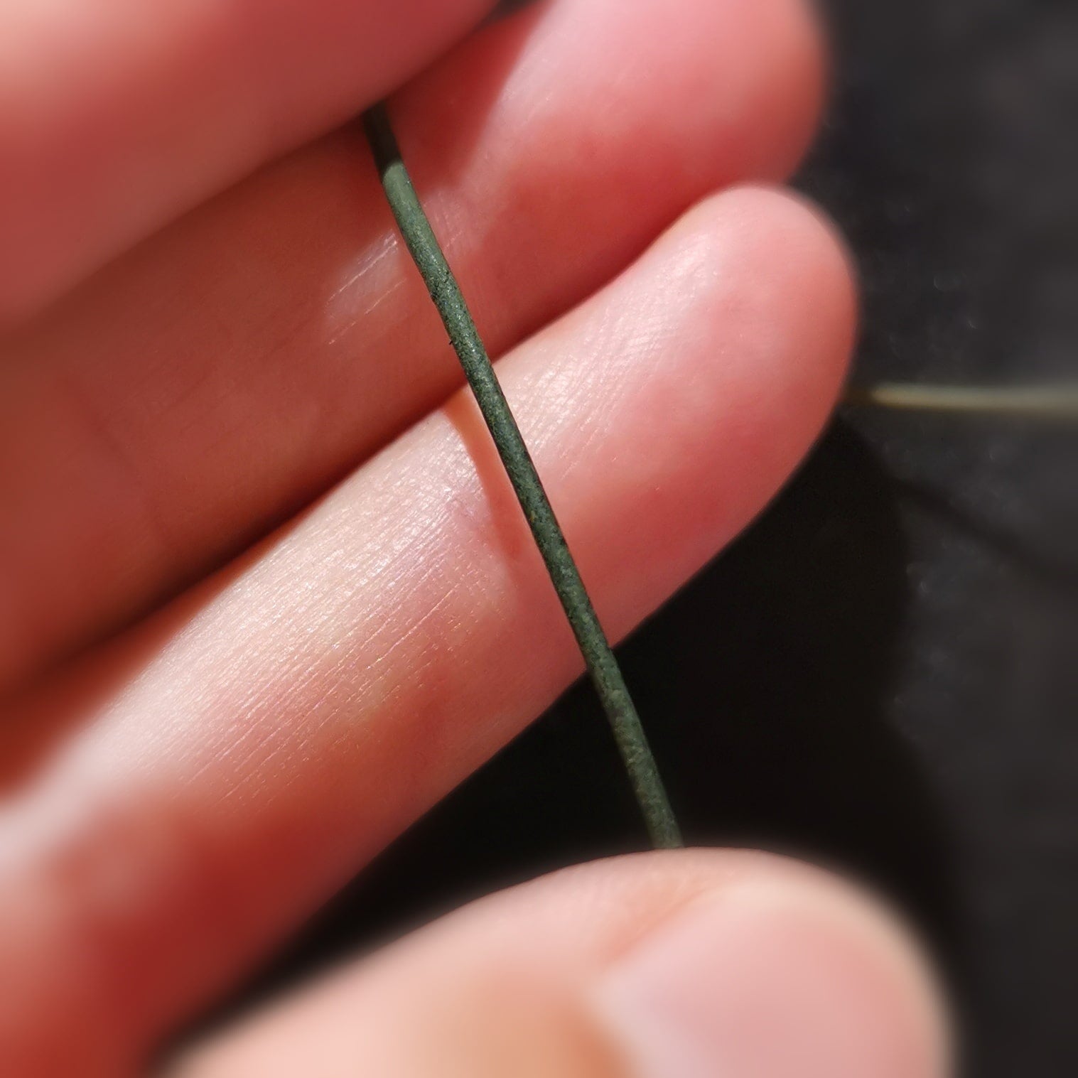 Lederband natur tannengrün, Länge 80 cm, Stärke 1 mm