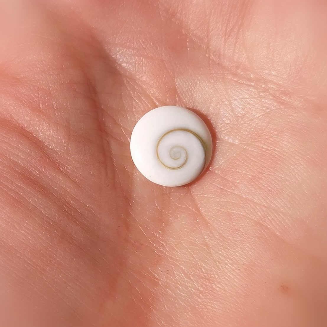 Shiva Auge Muschel Talisman, kleiner zauberhafter Glücksbringer aus der Natur, Karma Chakra Harmonie, samaki